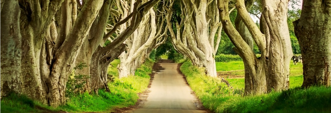 Dark Hedges in Armoy, Northern Ireland.